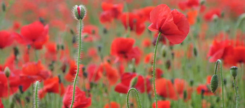 Remembrance at Botus Fleming